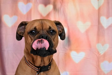 Wall Mural - Boxer Breed Dog Valentine's Day Portrait