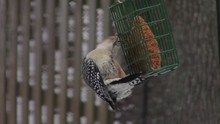 Beautiful Red Bellied Woodpecker At Feeder