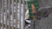 Red Bellied Woodpecker And Starling Competing For Food