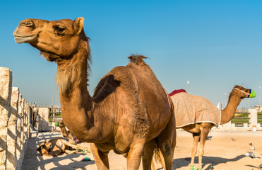 Sticker - Camel market at Souq Waqif in Doha, Qatar