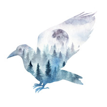 Double Exposure Composition Of A Raven With The Spruce Forest And The Rising Moon Inside. The Forest Raven In Its Habitat Painted In Watercolor.