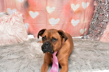 Wall Mural - Valentine's day portrait of a boxer breed dog