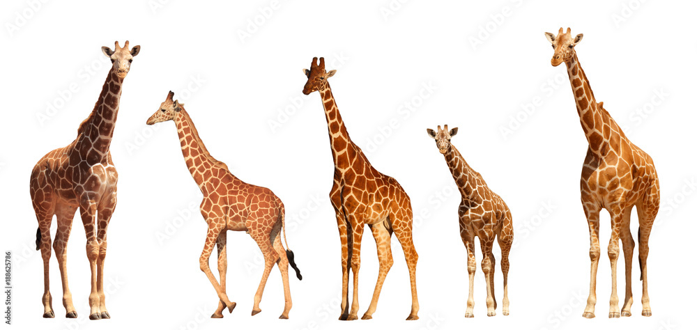 Reticulated Giraffe family, mothers and young, isolated on white background - obrazy, fototapety, plakaty 