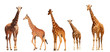 Reticulated Giraffe family, mothers and young, isolated on white background