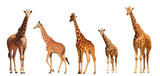 Fototapeta  - Reticulated Giraffe family, mothers and young, isolated on white background