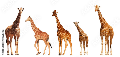 Reticulated Giraffe family, mothers and young, isolated on white background Wallpaper Mural