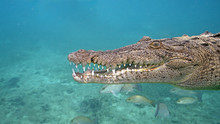 American Saltwater Crocodile In Queen's Gardens, Cuba