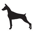 shadow doberman dog, vector
