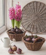 Sprouts Hyacinths In A Basket.Window Gardening
