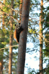 Wall Mural - brown bear cub hugging a tree. bear cub on a tree. save the forest.