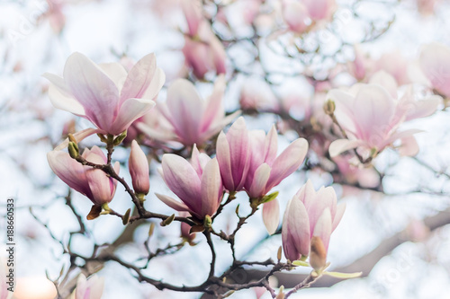 Cuadros en Lienzo Beautiful magnolia, bud in selective focus on the pink background
Beautiful blossoming magnolia on blue sky background