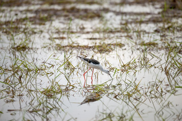 Wall Mural - Black winged Stilt