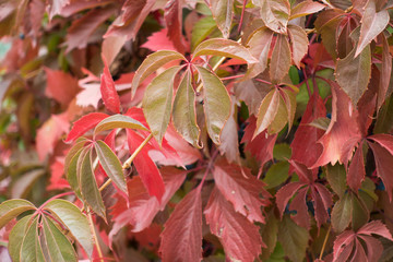  Palmately compound leaves of Parthenocissus quinquefolia in autumn