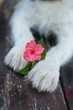DOG PAWS HOLDING A PINK FLOWER