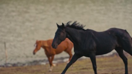 Wall Mural - Horses running on a grass field