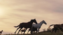 Horses Running On A Grass Field