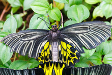 Black And Yellow Butterfly.
