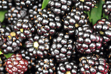 Sticker - fresh blackberries texture