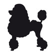Miniature Poodle - Vector black dog silhouette isolated