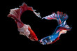 The moving moment beautiful of siam betta fish in thailand on black background for love on Valentine’s day.