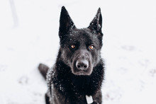 Black Sheepdog In The Snow