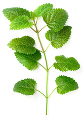 Sticker - fresh lemon balm isolatd on white