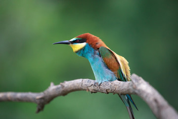 bee eater