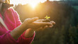 © DisobeyArt - Woman hands planting a seed during sunny day in backyard garden - Girl gardening at sunset in spring time - Focus on plant - Nature, lifestyle, green thumb and nurture concept