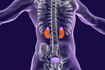 Sticker - Human kidneys with adrenal glands inside the body, 3D illustration