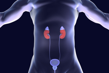 Sticker - Human kidneys with adrenal glands inside the body, 3D illustration