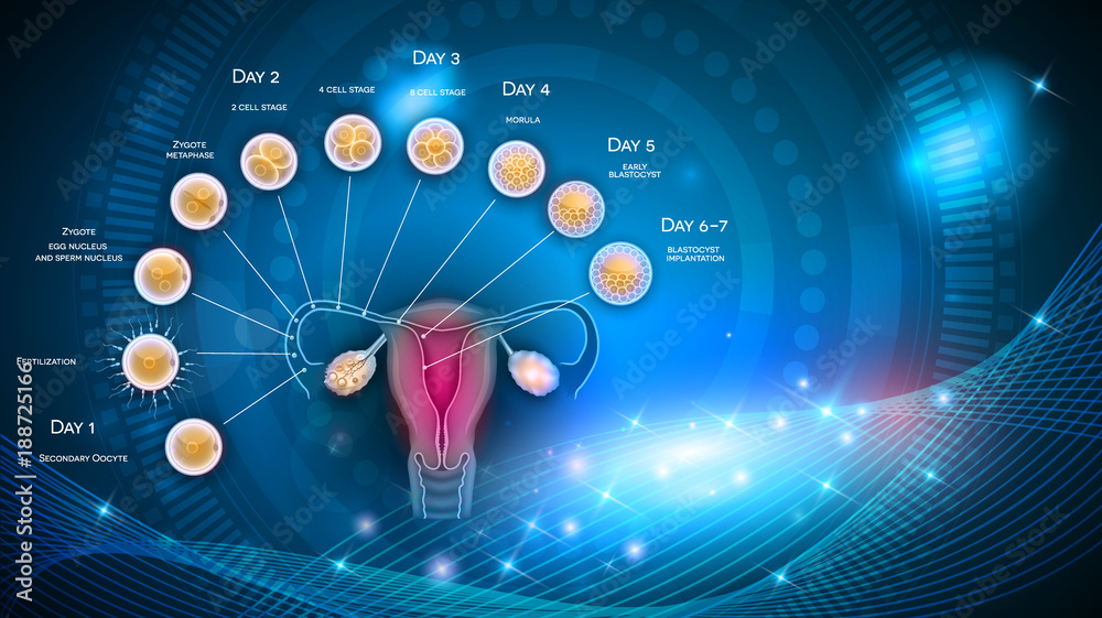 Fertilization and embryo development from ovulation till Blastocyst ...