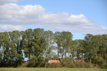 Wall Mural - Häuser in einem Wäldchen