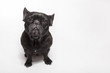 Funny studio portrait of the dog black french bulldog isolated on the white background