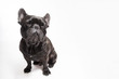 Funny studio portrait of the dog black french bulldog gving a blink isolated on the white background