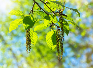 Aufkleber - Branch of alders with earrings and green leaves close-up