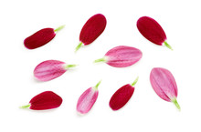 Small Red Flower Petals Isolated On A White Background.
