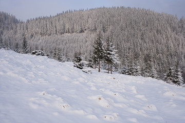 Wall Mural - Carpathians Mountains in the winter covered with snow