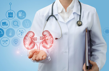 Wall Mural - Doctor urologist shows kidneys .