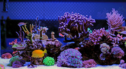 Sticker - Coral reef aquarium tank scenic moment