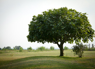 Fig tree