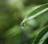 Fototapeta Łazienka - Closeup of water drop on leafs