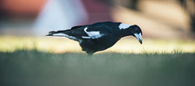 Australian Magpie Outside During The Day Time.