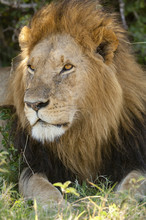Male Lion Late In Day