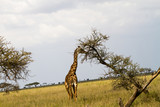 Fototapeta Sawanna - The giraffe (Giraffa), genus of African even-toed ungulate mammals, the tallest living terrestrial animals and the largest ruminants, part the Big Five game animals in Serengeti, Tanzania