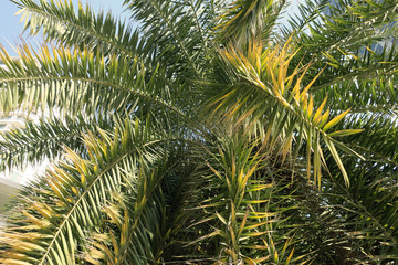  leaves of the palm trees out of the center