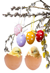  a newborn chickens and easter eggs isolated