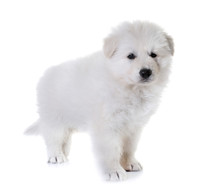 Puppy White Swiss Shepherd Dog