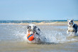 Zwei Australian Shepherd Hunde springt voller Lebensfreude durch das spritzende blaue Wasser hinter einem Ball her.