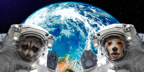 Wall Mural - portrait of a raccoon and dog astronauts on the background of the globe. elements of this image furn