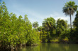A tributary of the River Gambia near Makasutu Forest in Gambia, Africa